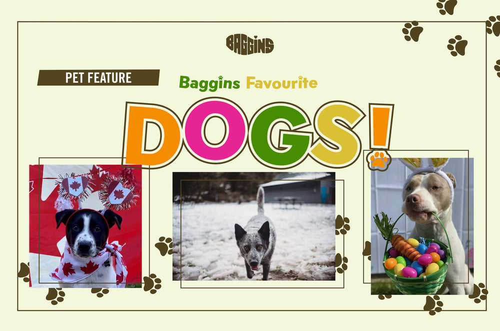Baggins Favourite Dogs