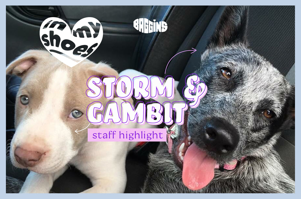 STAFF FEATURE: DOGS EDITION - MEET STORM AND GAMBIT