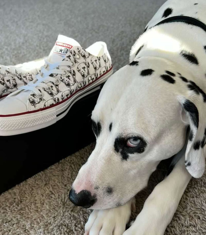 Converse sales bulk order